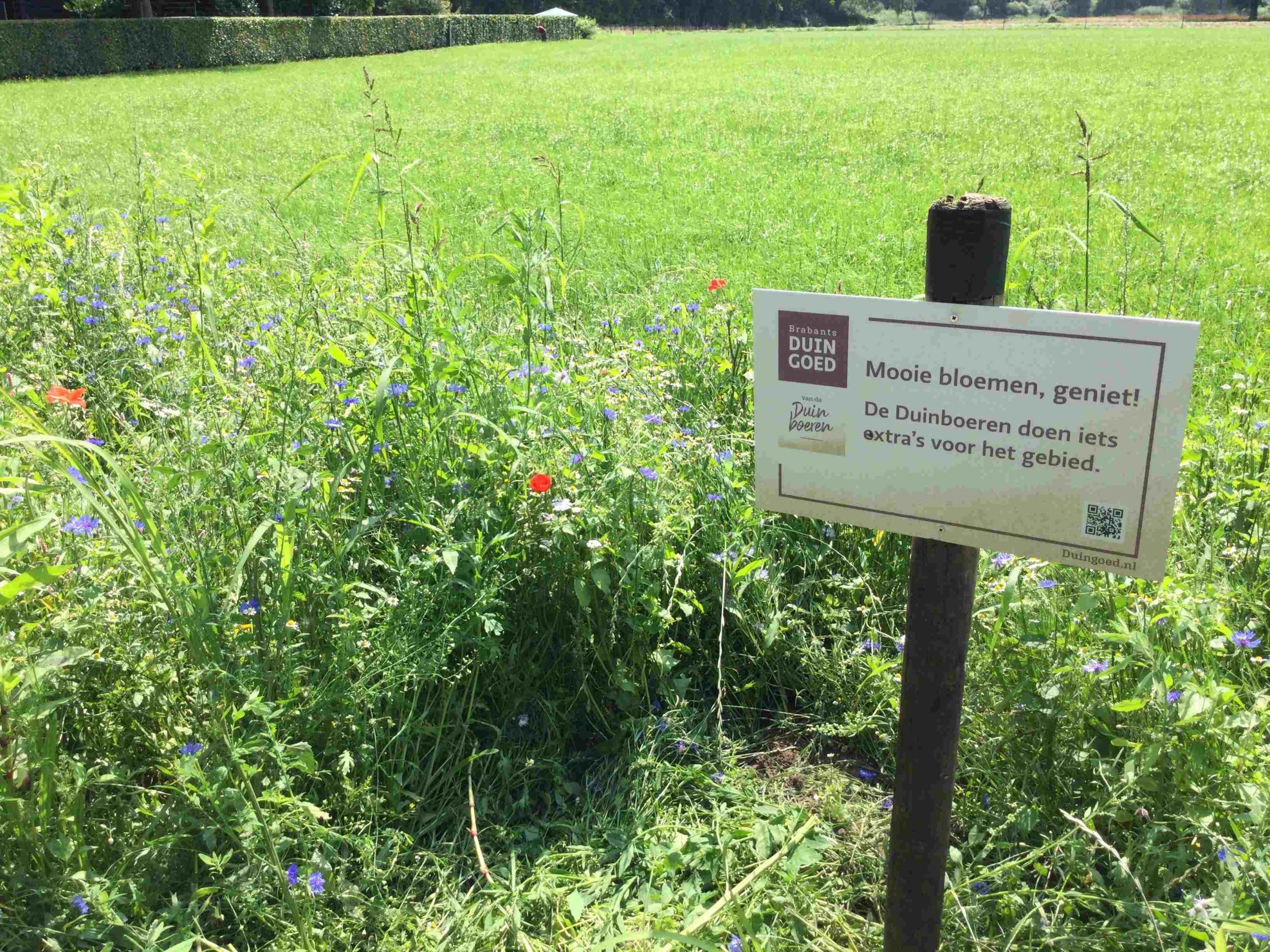 bloemetjes