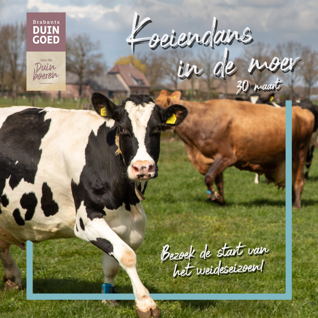 Zondag 30 maart



De lente staat voor de deur en bij De Annahoeve betekent dat maar één ding: de koeien mogen weer de wei in!