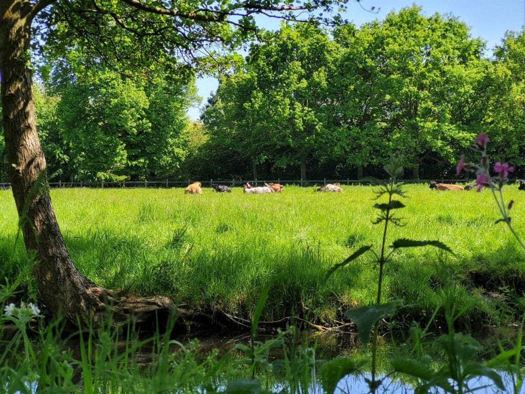 De Boeren van het Zuiden – melkveehouders werken samen aan extensivering.