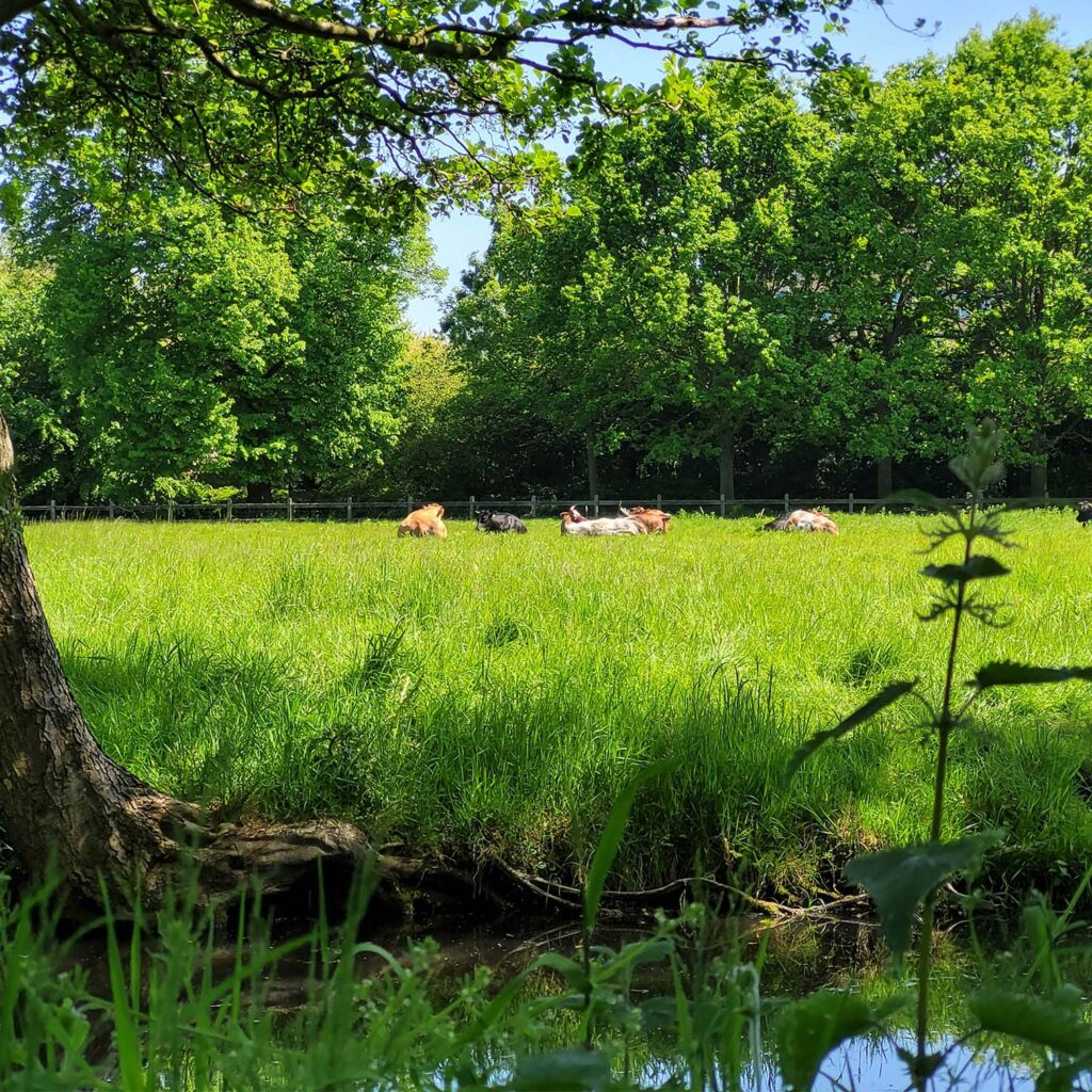 De Boeren van het Zuiden – melkveehouders werken samen aan extensivering.
