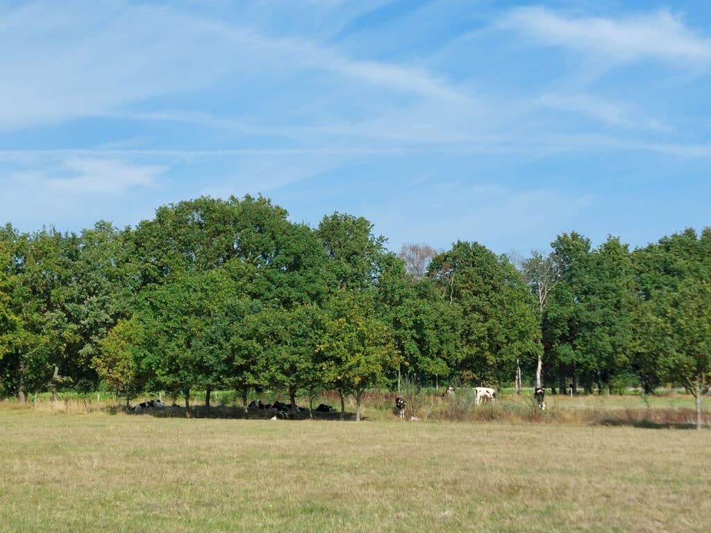 Innovatieve afstemming voor natuurdoelen terreinbeheerder én rendabiliteit boer in een levend landschap.