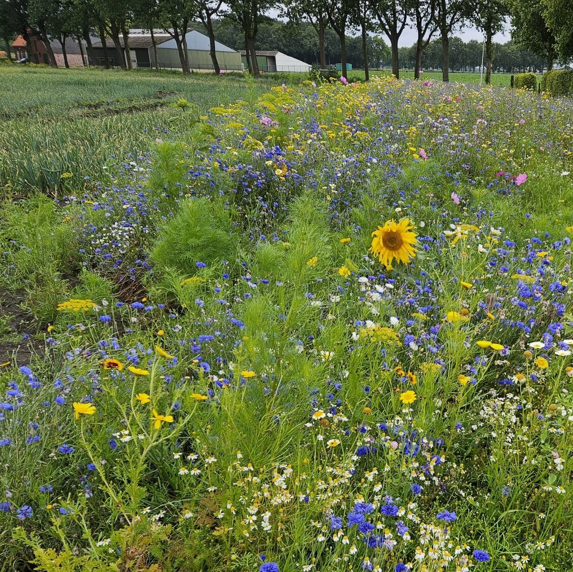 Bijen-Bufferstrokenproject: nu ook in Midden-Brabant
