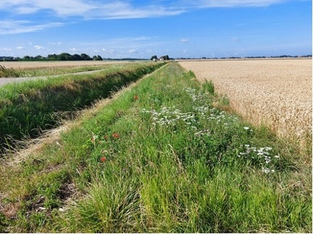 Bijen-Bufferstrokenproject: nu ook in Midden-Brabant