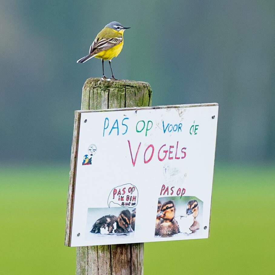 Weidevogelseizoen van start in de Gement: oproep tot rust en medewerking
