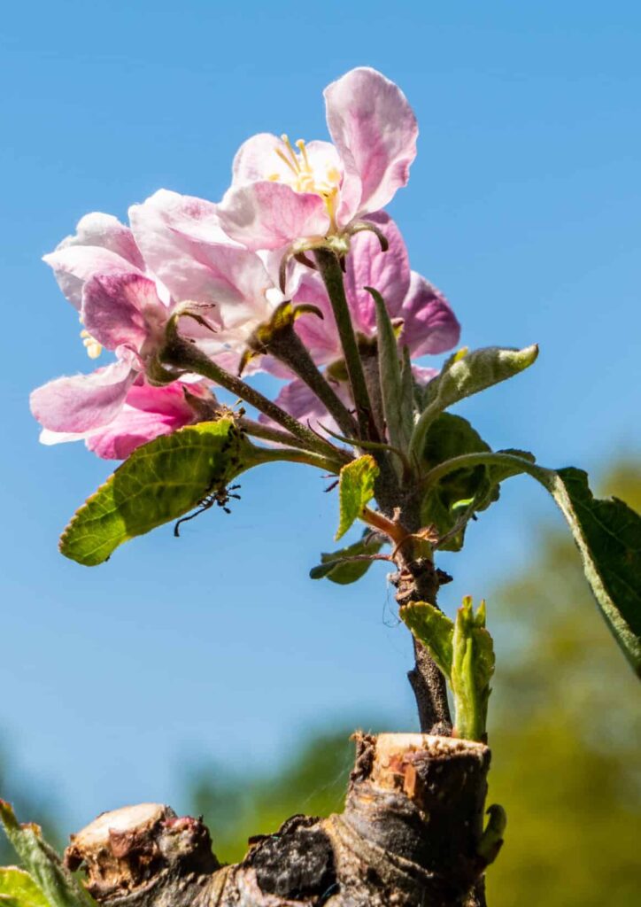 Happen en Trappen, belevenissen en meer🌷🐝