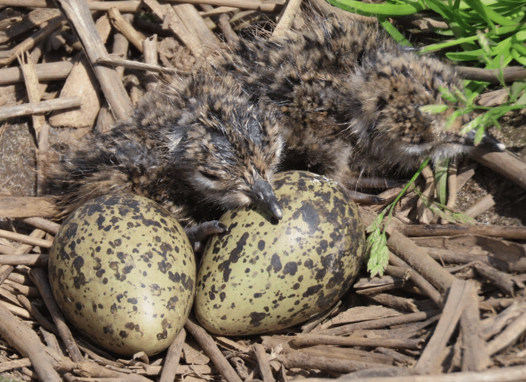 Samen werken aan een goed leefgebied voor weidevogels