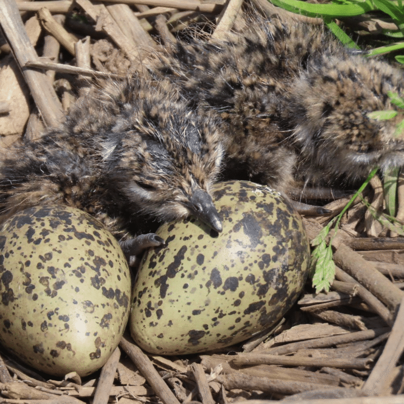 Uit jaarverslag Weidevogels 2024